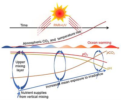 Effects of Ocean Acidification on Marine Photosynthetic Organisms Under the Concurrent Influences of Warming, UV Radiation, and Deoxygenation